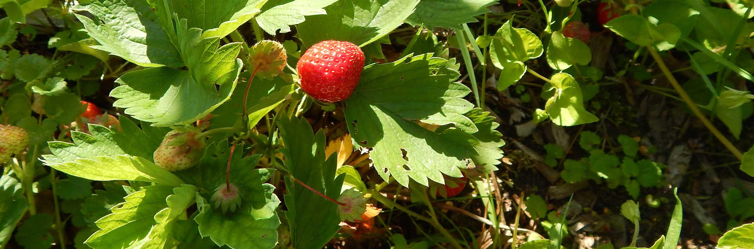 Ellernhof - Erdbeeren